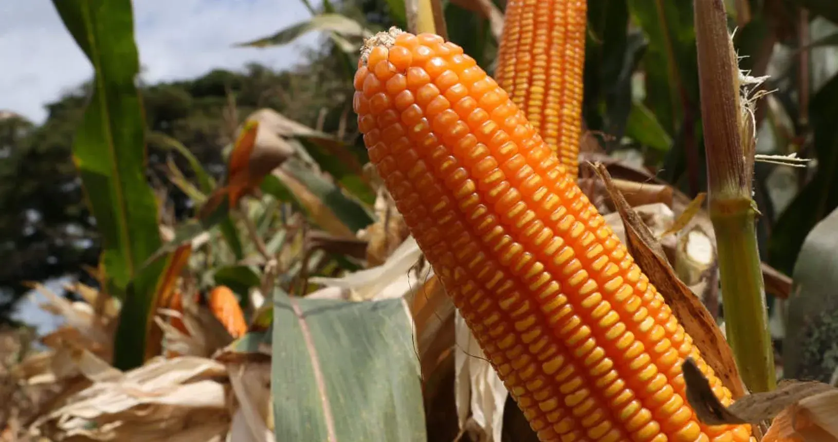 semilla de maiz amarillo