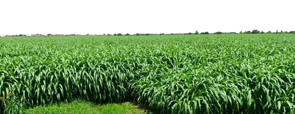 semilla de sorgo forrajero