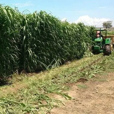 Semillas de sorgo forrajero