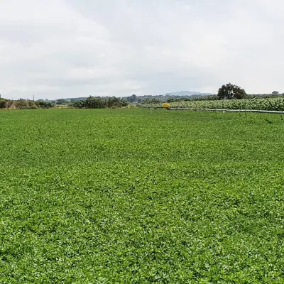 semilla de alfalfa