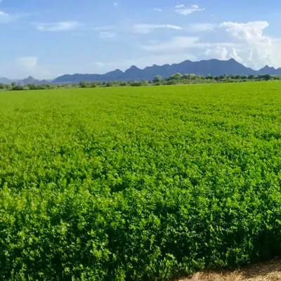 Semilla de alfalfa