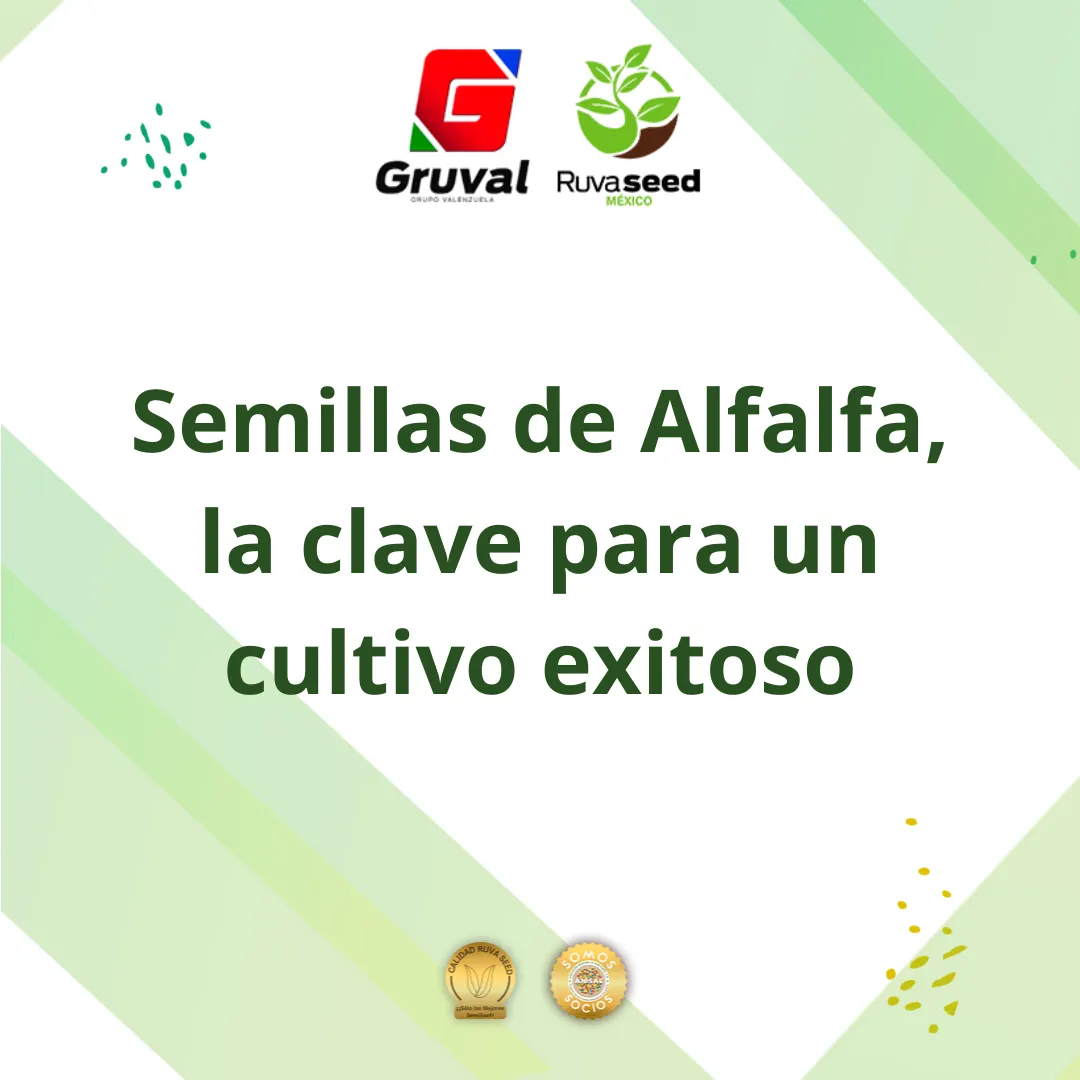 Semilla de Alfalfa, la clave para un cultivo exitoso