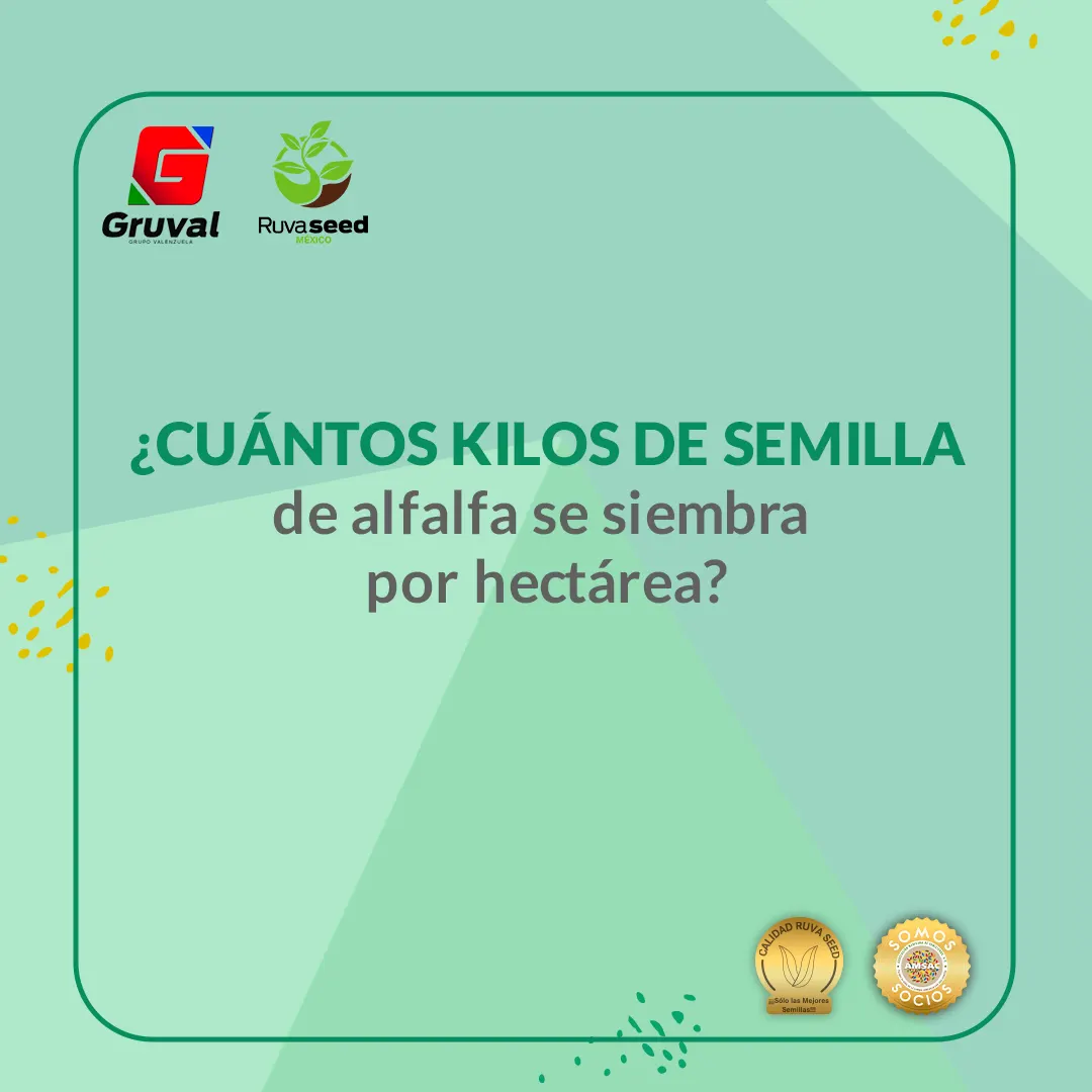 semilla de alfalfa para siembra