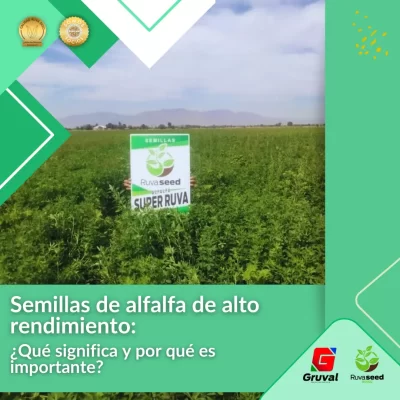 Semilla de alfalfa de alto rendimiento