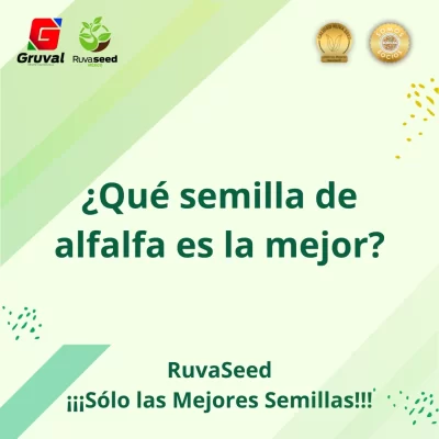 Semilla de alfalfa