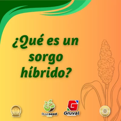 Sorgo híbrido